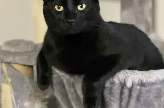 Lost Cat: Luca - Black, Yellow Eyes