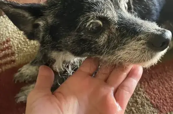 UPDATE: Dog has been rescued by a senior dog animal shelter!

FOUND DOG! I saw this small, older boy running scared in North Encanto Historic District around 11:15am today, (10/29/24), initially on Earll Dr. Going west (85015 zip) near 15th Ave, and finally caught him. He is mostly black with white under his neck & white paws. He is VERY SWEET, very tired, very thin, hungry, in my home & loves belly rubs. Great on a leash & in the car. NOT CHIPPED. I'm guessing a Chihuahua/Chihuahua-Terrier Mix. He has a harness on but no tag. Anybody recognize him? My cell is 602-400-0008. Please help me find his owner! He's GOT to be someone's pet. I cannot keep him for long.