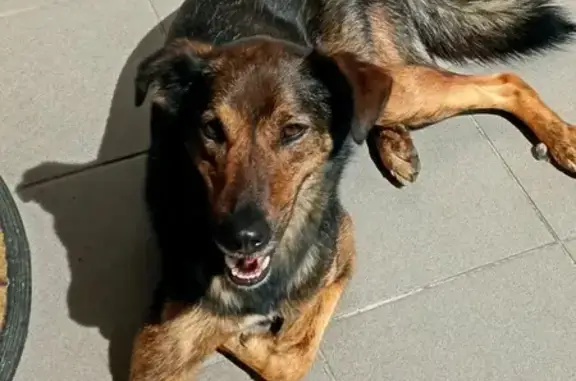 Chien perdu , photo : Chien croisé perdu à Monblanc