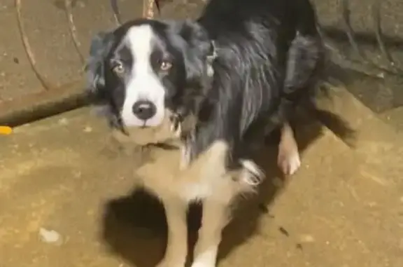 Chien perdu Châtillon-sur-Chalaronne, photo : Chienne Border Collie perdue à Châtillon