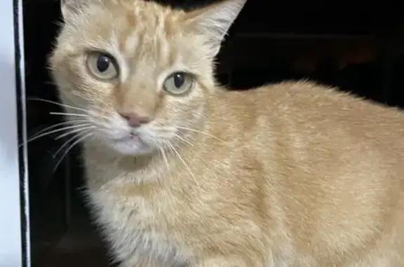 Chatte et ses deux chatons trouvés à Capens - photo