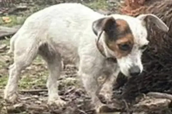 Perro Perdido: Bruja, Jack Russell en Galapagar