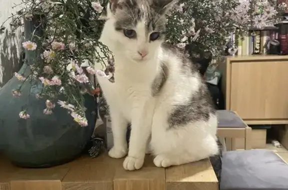 Mitsy, chatte blanche et grise perdue à Coupvray - photo