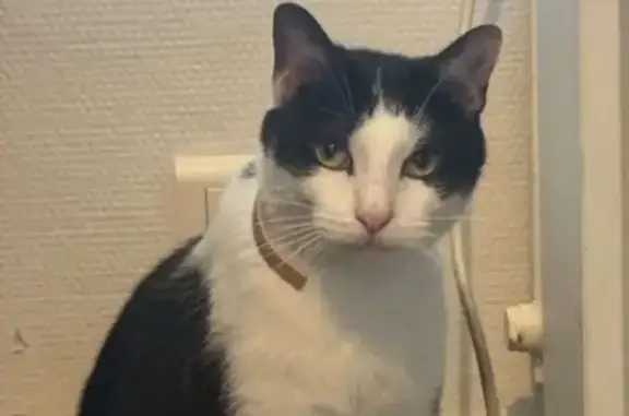 Chat perdu, Vichy, photo: Chat noir et blanc perdu à Vichy