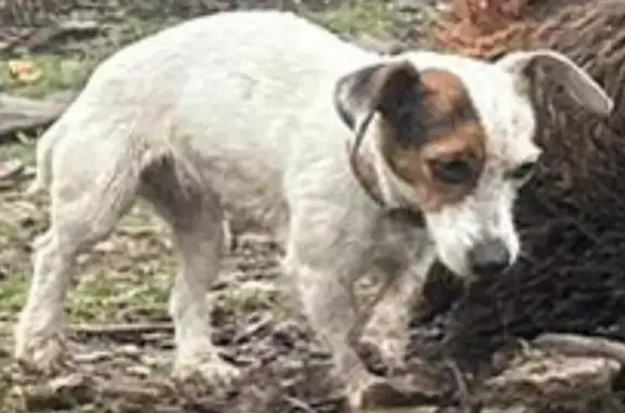 Perro Perdido en Galapagar: Bruja, Jak Rosselló