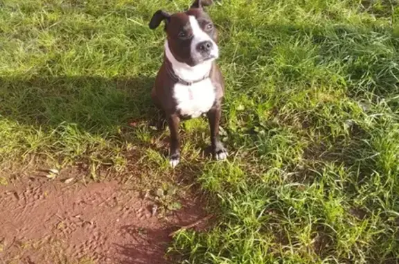 Chienne staffie trouvée au lac Salagou - photo