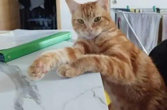 Chat perdu, Vonnas, photo: Chat roux tigré perdu à Vonnas
