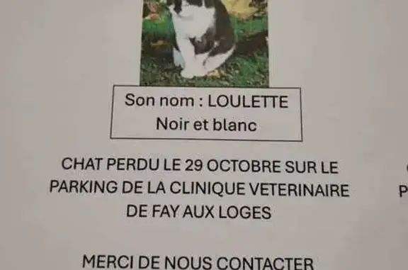 Chat perdu, Fay-aux-Loges, photo: Chatte perdue Fay-aux-Loges, noire/blanche