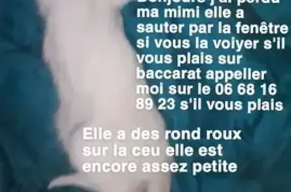 Chat perdu, Baccarat, photo: Chatte disparue 4ème étage, Baccarat