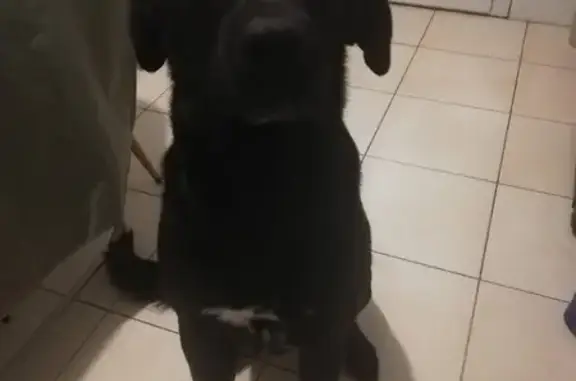 Chien mâle trouvé à Meillac, Bretagne - photo