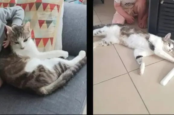 Chat mâle écaille perdu à Étriché - photo