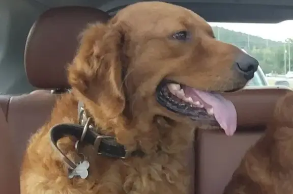 Lost Golden Retriever: Help Find Scout