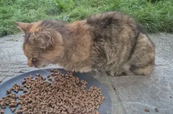 Chat trouvé, Route de Chavanne, St-Chamond - photo