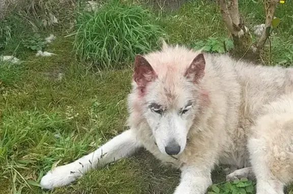Chien perdu Nexon, photo : Husky 15 ans perdu à Nexon : Frimousse
