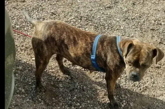 Lost Brindle Pit Bull: Stolen from SUV