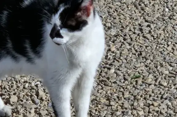 Chat sociable trouvé, Rue de la Liberté - photo