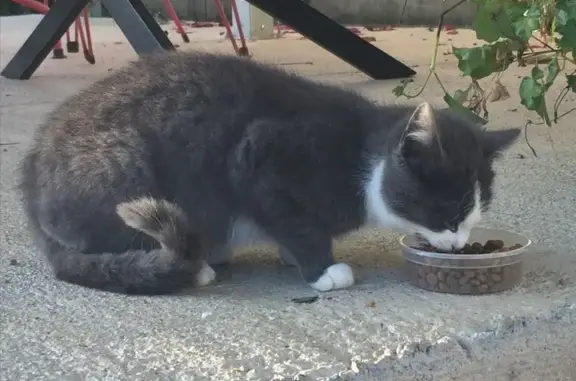 Chaton gris et blanc à adopter, Moulins - photo