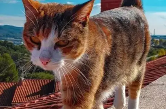 ¡Recompensa de 1000€ por gata tricolor perdida!