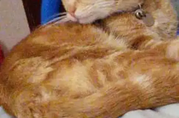 Missing Cat: Lemon with Unique Marks