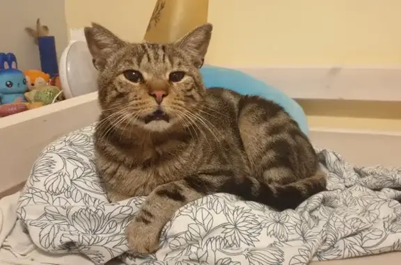 Animaux trouvés Vence, photo: Chat tigré amaigri trouvé à Vence