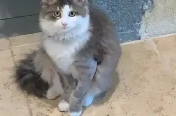Chat perdu : Ulysse, angora gris et blanc - photo