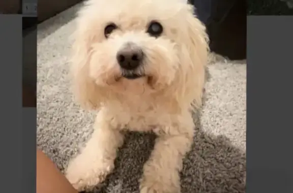 Lost Maltipoo: Help Find Frenchfry!