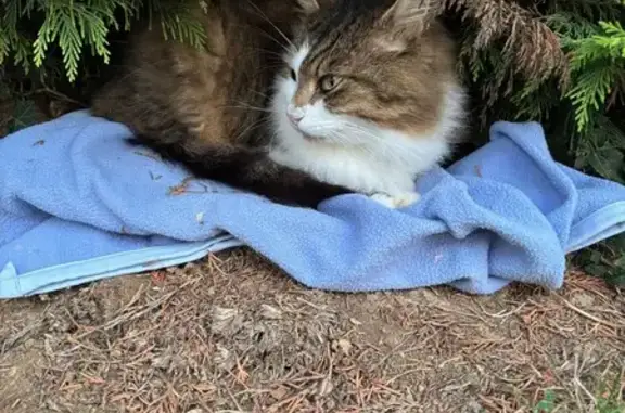 Chat trouvé Nogent-le-Roi, photo: Chatte trouvée rue Porte Chartraine