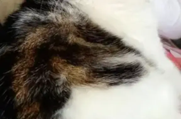 Animaux perdus Sanvignes-les-Mines, photo: Chat européen perdu, collier gris, Sanvignes
