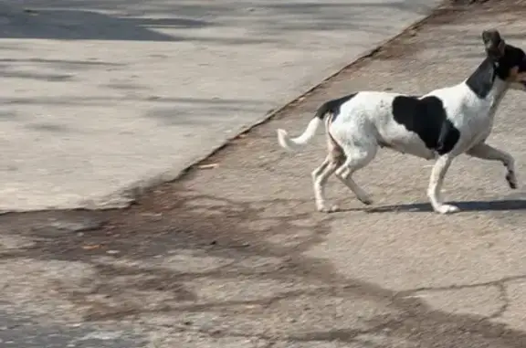 Found Dog on Woodchase Drive, San Antonio