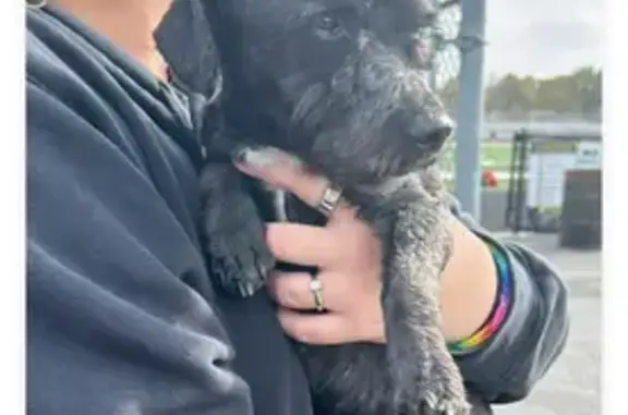 Found Black Terrier Mix at Shepard HS