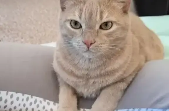 Chat perdu, Le Havre, photo: Chat européen beige disparu au Havre