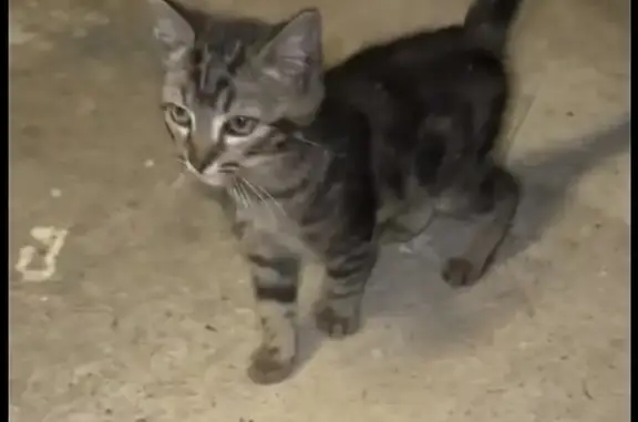 Chaton gris tigré trouvé à Trézény - photo