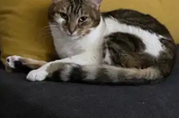 Chatte tigrée disparue à Epagny Metz-Tessy - photo