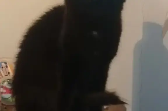 Chat perdu, Beaujeu, photo: Chat noir Choubaka perdu à Beaujeu