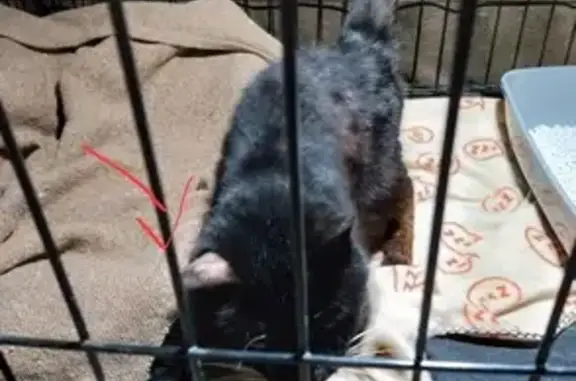 Chatte noire âgée trouvée à Pau - photo