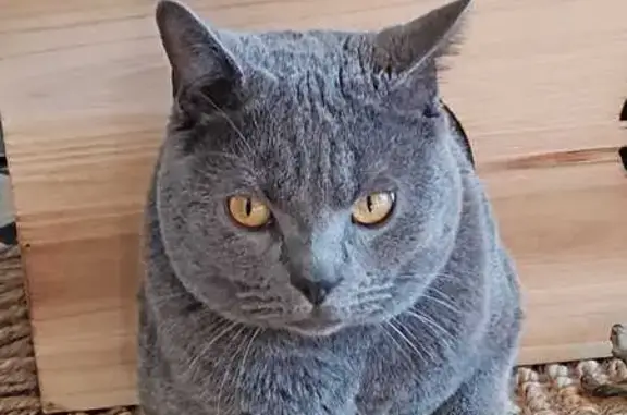 Chat perdu à Durtol, Auvergne-Rhône-Alpes - photo