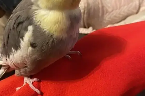 Help Find Cheeky: Grey Cockatiel Lost!