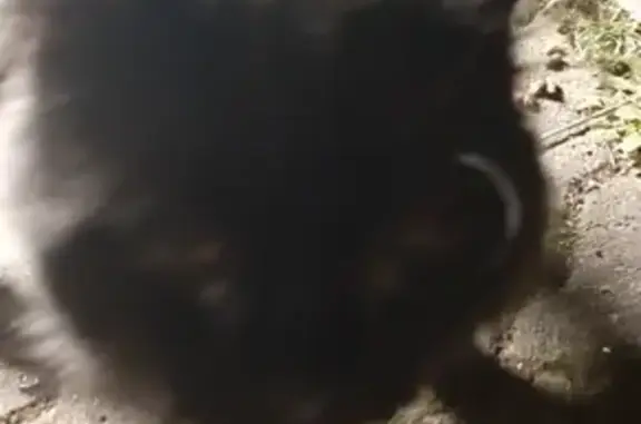 Animaux trouvés Courbevoie, photo: Chat noir perdu rue Molière, Courbevoie