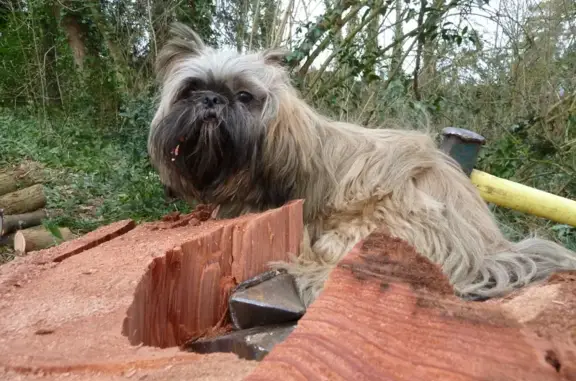 Chien perdu , photo : Chienne âgée fauve/noire perdue RN21