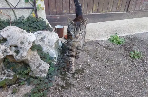 Chat mâle tigre sociable trouvé mairie - photo