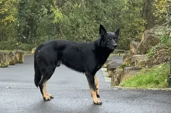 Chien perdu Rue des Coteaux, Saint-Julien - photo