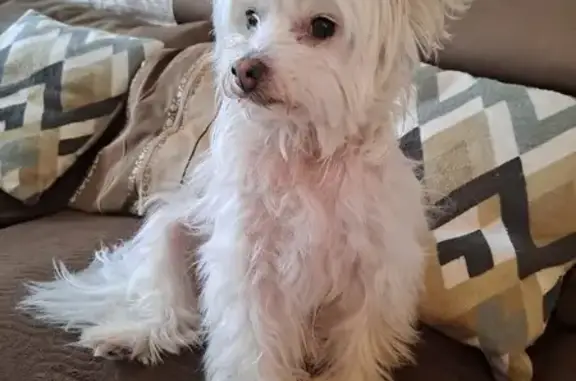 Chien perdu Eysines, photo : Chien chinois à crête perdu à Eysines