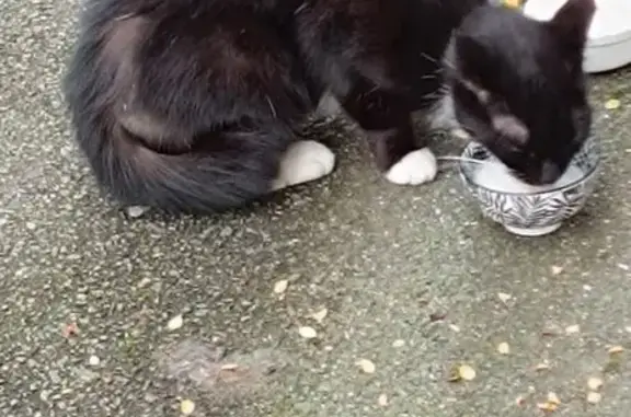 Chaton noir et blanc trouvé à Armentières - photo