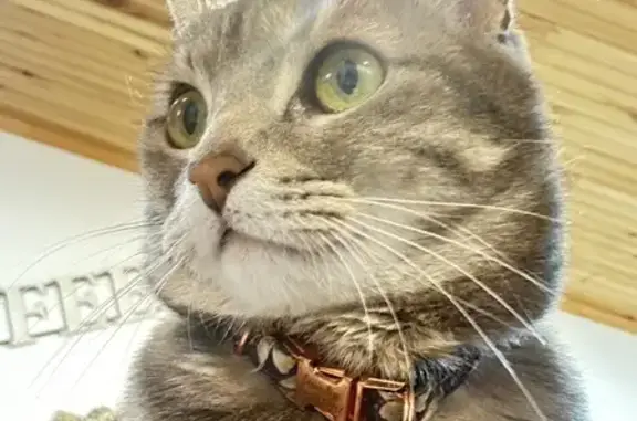 Lost Grey Tabby: Hidden Valley Road