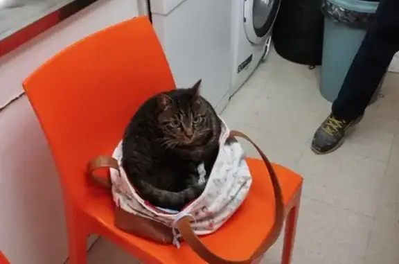 Chatte tigrée disparue à Pont-de-Veyle - photo
