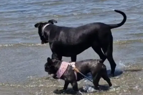 Dark brindle female French bulldog wearing pink harness. Took fright at approaching storm while playing with other dogs out on the beach. Ran towards mangrove reserve area. I am the dogwalker, not the owner.