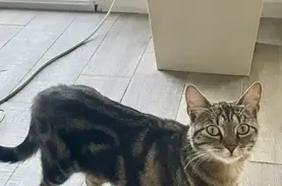 Chatte tigrée perdue à Nousty - photo