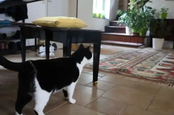 Chat trouvé , photo: Chatte trouvée à Boissy-aux-Cailles