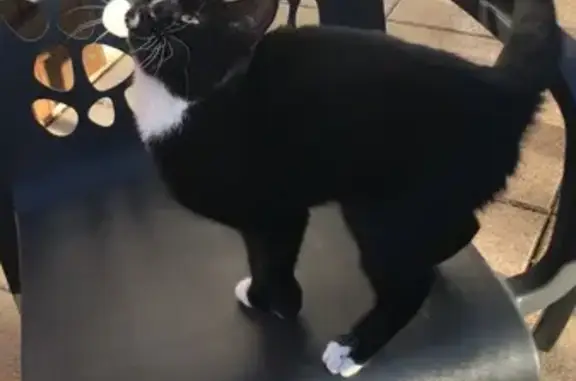 Animaux trouvés , photo: Chatte noire trouvée Rue Claude Monet