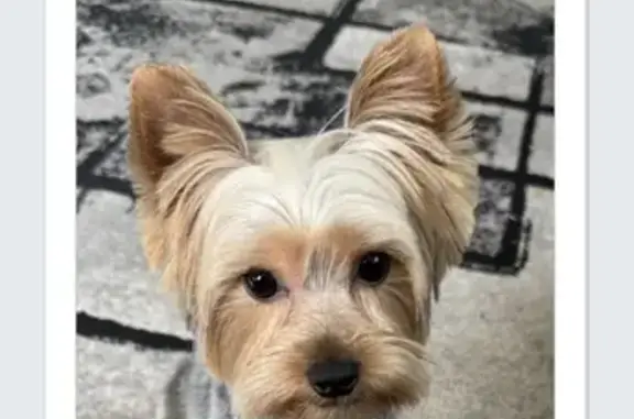 Help Find Nardo: Lost Yorkie in Tallahassee